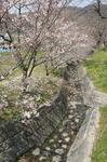 DSC08730.jpg