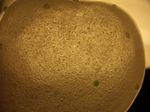 DSCF7064.jpg